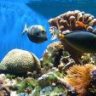sunnyfish1971