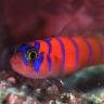 crewsfish