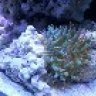 ReefEnc