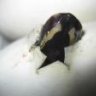 SlitherinSister