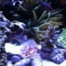 RickReef28