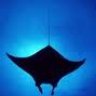 Manta Ray