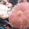 DESERTCORALS