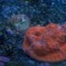 reef painter