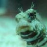 PawPawBlenny