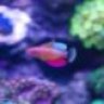 Littlefishies