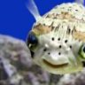 PufferMolly