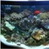 54seaweed