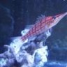 Cirrhitichthys
