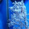 Chloral Coral