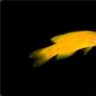 fishguy444
