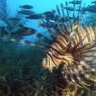 Reeflover2000