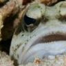 JawFish559