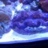 Osteichthyes