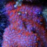 E.Reef412