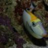chillyfishie
