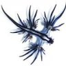 Glaucus_atlanti