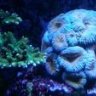 reefgeak
