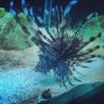 Reef_Junkie