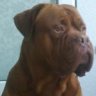 Dogue09