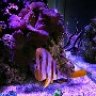 Happyreefing11