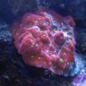 Turbo Reef