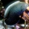 wrassegauche17
