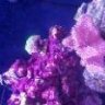 SueandDavesReef
