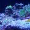 gdwats1
