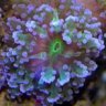 LifeReef4Life