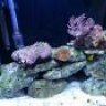 ReefTankN00b