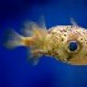 ReefNoob86