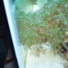 lionfish108