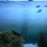 JBaquatics123
