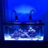 ReefLover1230