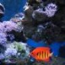 Owens Reef