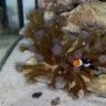 Nemos Realm