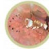 Periclimenes