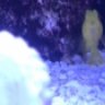Decapod86