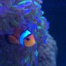 Cool Fish