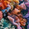 Reef-Explorer