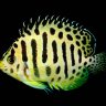 Abyssopelagic