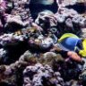 scooterreef
