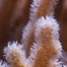smontanus