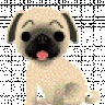 MyPetPugMilo