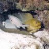 divemasterdave