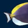 colnel270116