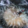Eddylikfish