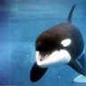 predatory_orca