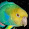 parrotfish2005
